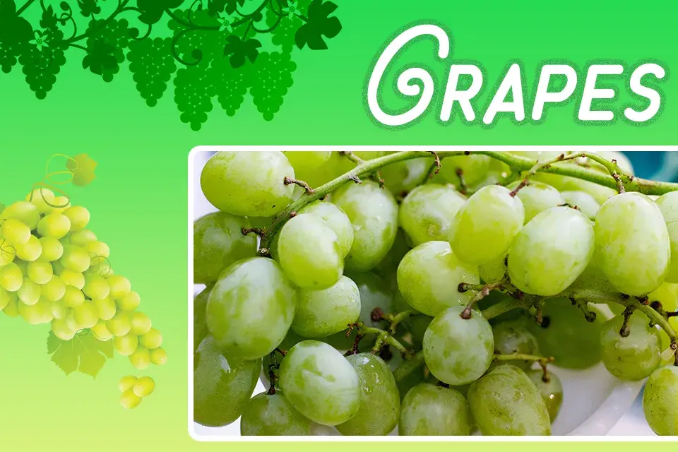/var/www/html/rayvat_com/assets/images/fruit-day/Grapes_day/4 (3)